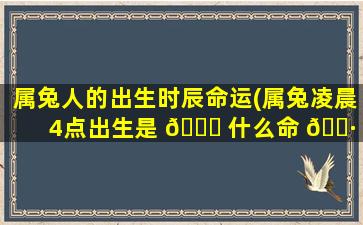 属兔人的出生时辰命运(属兔凌晨4点出生是 🐘 什么命 🌷 )